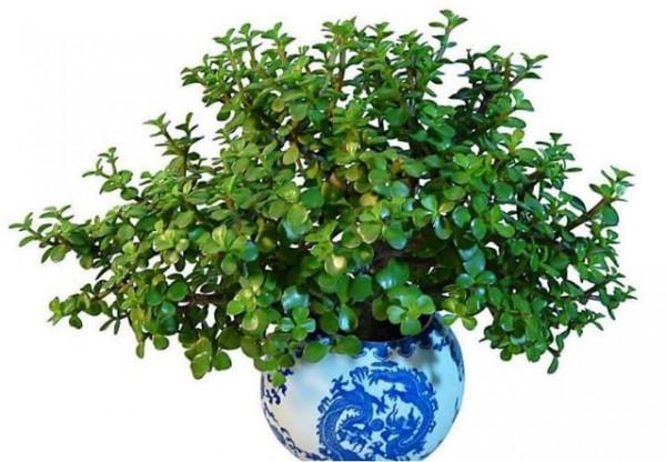 3種多肉喜歡住“小家”，“喝水”不多，長得賊好