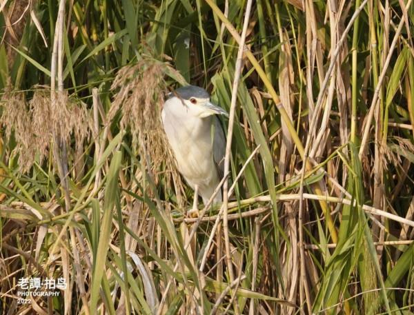 德陽市羅江區拍鳥-夜鷺