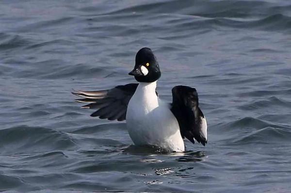 溼地鵲鴨亦風采