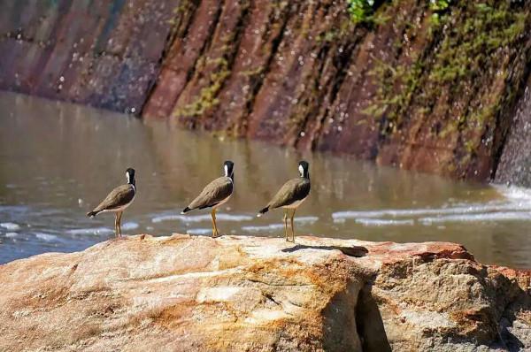 斯里蘭卡--回味無窮的青橄欖