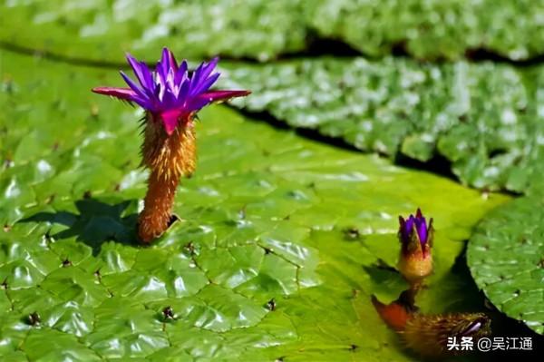 同裡雞頭米好吃有何秘訣？