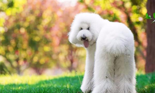 巨型貴賓，為何沒人敢養？被虐怕了嗎