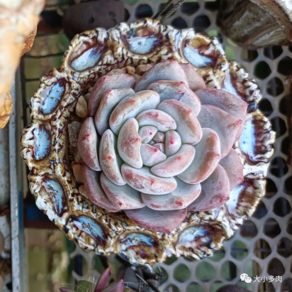 因為多肉，貓眼盆多了生命的光彩；因為盆，多肉有了藝術的韻味