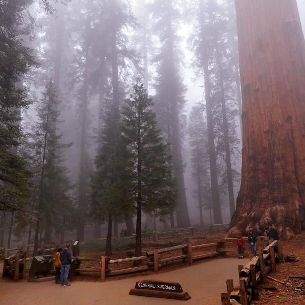 離死只有24公里?加州野火步步緊逼,地球最大生物或已危在旦夕 離死只有24公里?加州野火步步緊逼,地球最大生物或已危在旦夕