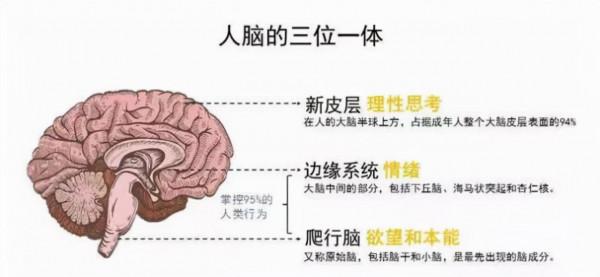 硬核科普:為什麼只有人類進化出高度發達的大腦? 硬核科普:為什麼只有人類進化出高度發達的大腦?