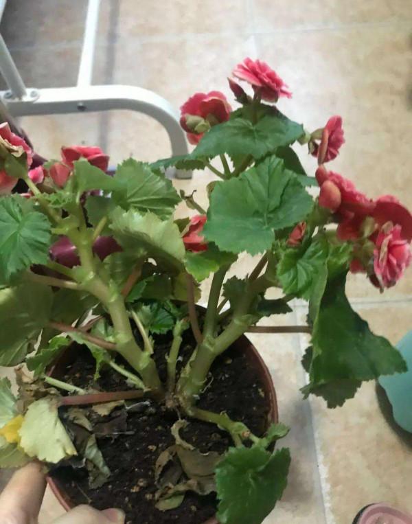 10種花，空氣再幹也別“噴水”，容易黃葉“掉花苞”