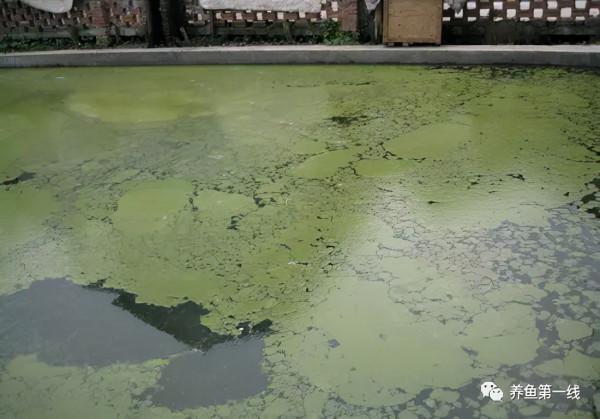 說一說生物的分層現象和水產養殖的分層現象 說一說生物的分層現象和水產養殖的分層現象