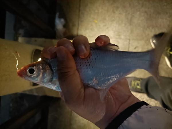 頂漂數次皆不中，精彩的瞬間是三抄網