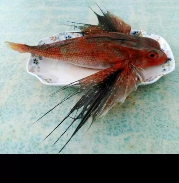 形形色色的海洋動物 形形色色的海洋動物