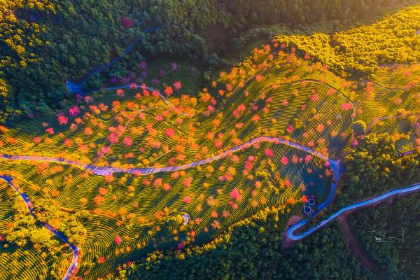 無量山櫻花谷：世外桃源，人間仙境