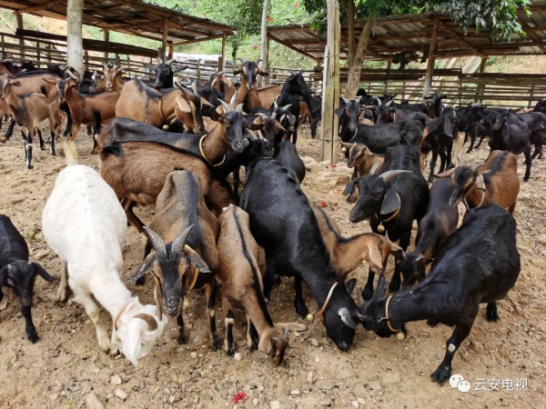 “羊倌”葉偉新：小山羊托起致富夢