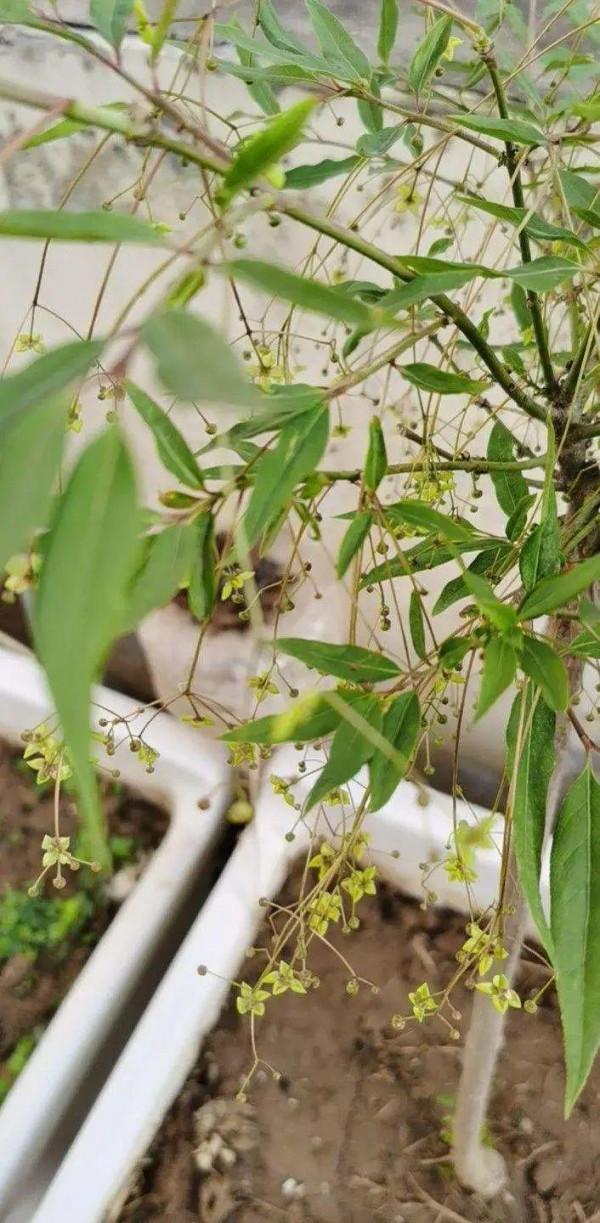 1種花俗稱“搖錢樹”,滿盆長滿小元寶,大吉大利,好看吉祥 1種花俗稱“搖錢樹”,滿盆長滿小元寶,大吉大利,好看吉祥