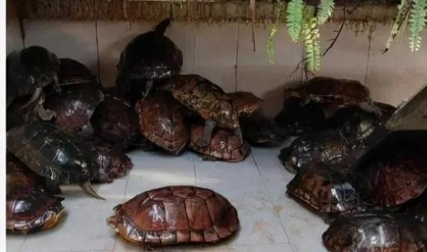 7年前800元一隻，如今2元一隻都沒人要，養殖戶叫苦，能怪誰？