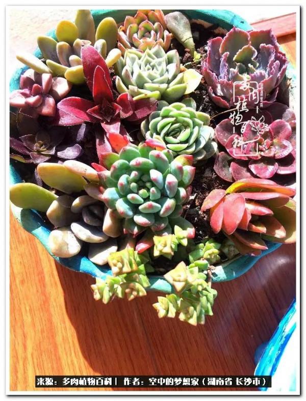 北陽臺黨，也有個多肉花園夢
