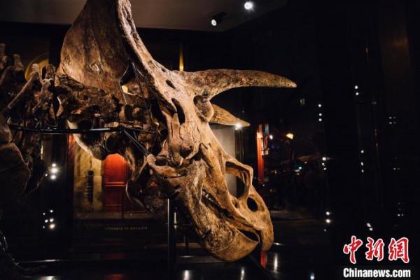 國際最新研究：“大約翰”三角龍頭骨創傷或與同類恐龍戰鬥造成