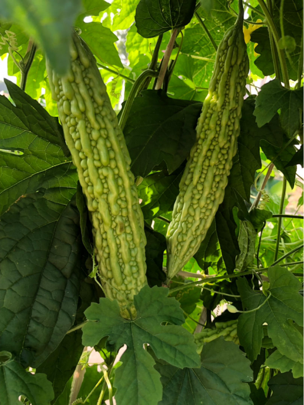 這窮裝的院子絕了,就花了100塊錢,有花有菜四季生機滿園 這窮裝的院子絕了,就花了100塊錢,有花有菜四季生機滿園