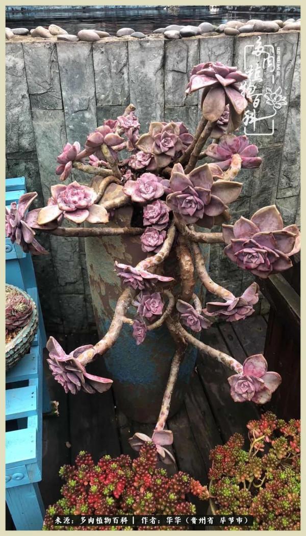 我的造園之夢：鮮花、多肉、錦鯉，這才是樓頂花園該有的樣子