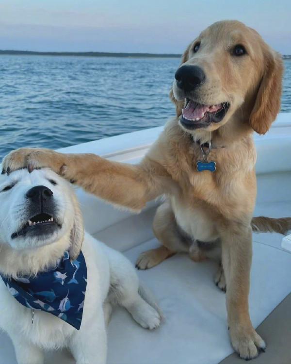 和你一起看日落 一組萌寵狗狗可愛桌布 和你一起看日落 一組萌寵狗狗可愛桌布