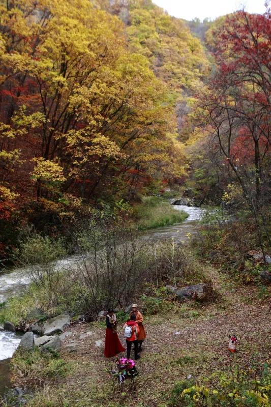 遼寧清原筐子溝楓葉正紅