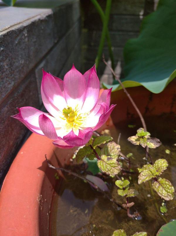 只能在池塘賞荷？錯，正確養護，在家也能賞荷