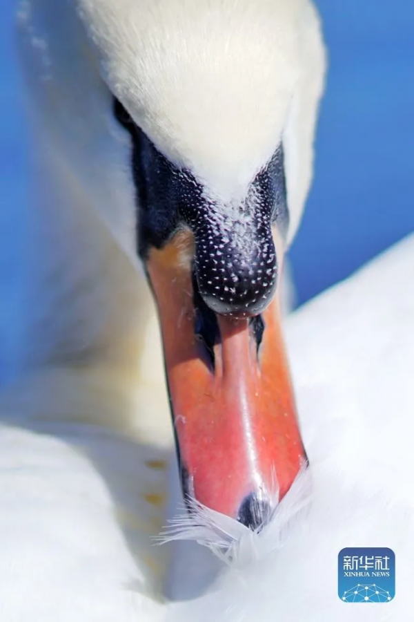 生態美丨天鵝之戀