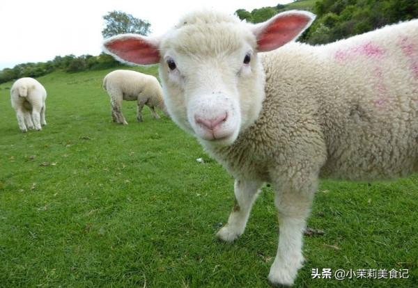 明天進入三九，記得給家人吃8種“營養劑”，合理冬補，平安過冬