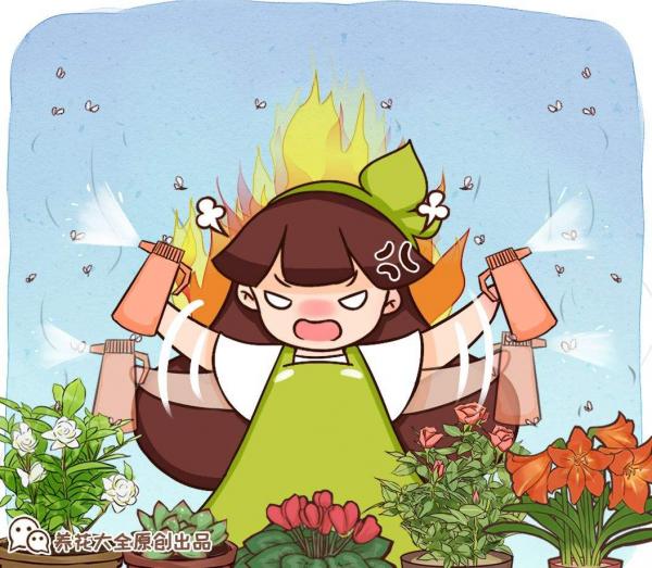 自己種的小雛菊,蔫得像野菜,原來是沒注意4要點 自己種的小雛菊,蔫得像野菜,原來是沒注意4要點