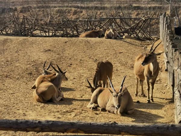 野生森林動物世界