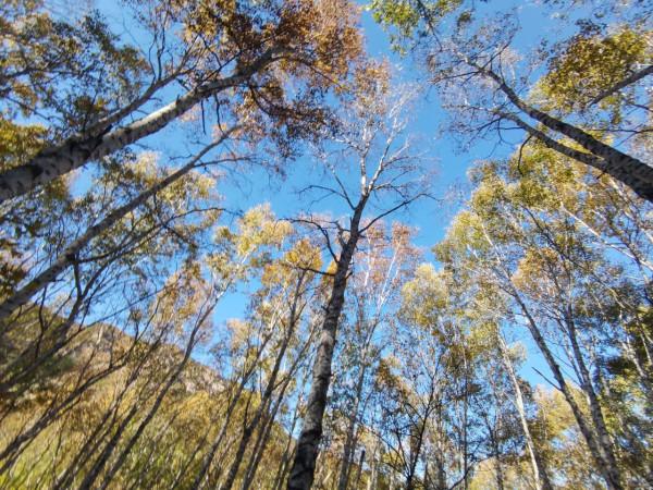 喇叭溝門——秋季賞楓賞白樺 喇叭溝門——秋季賞楓賞白樺