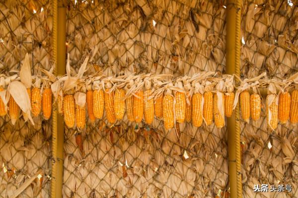 玉米均價探底1.3元/斤是為何？後期會漲嗎？