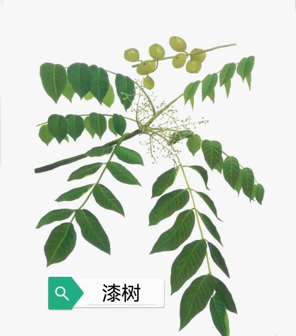 中藥古今研究:乾漆 中藥古今研究:乾漆