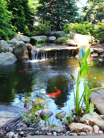 庭院魚池是規則式好還是自然式好