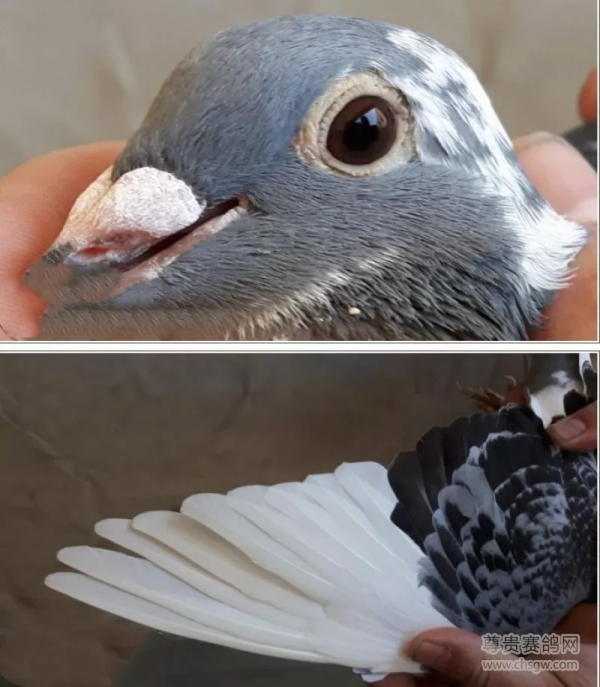 20張冠軍鴿翅膀欣賞，高質量賽鴿翅膀都有哪些特徵？