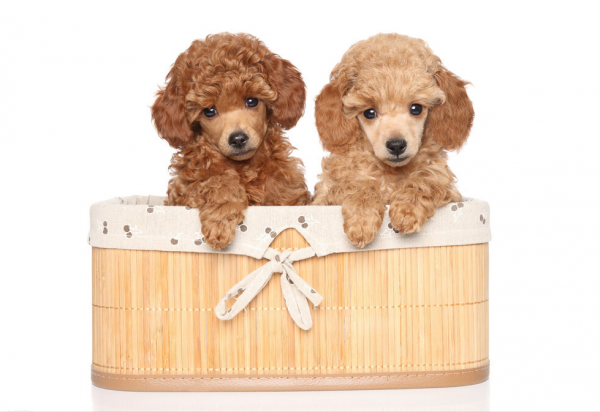 養狗新規：這些狗不能養，小心警察找你