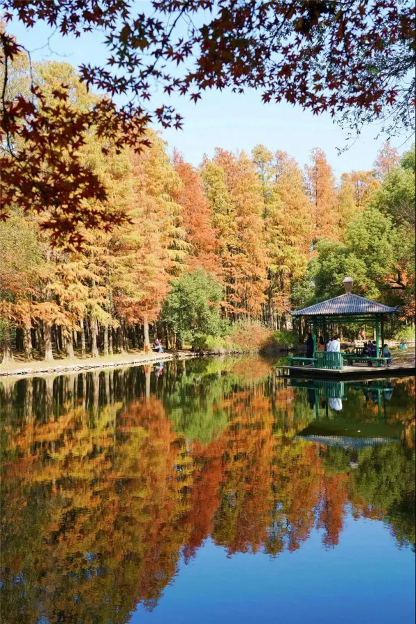 魔都醉美紅杉林，冬日大片必打卡