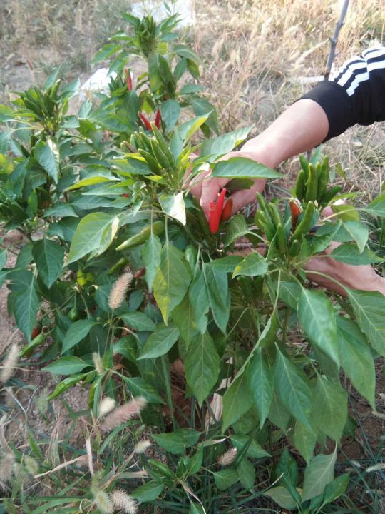 自己動手,豐衣足食,在家裡和車庫前面種的辣椒能自給自足啦 自己動手,豐衣足食,在家裡和車庫前面種的辣椒能自給自足啦
