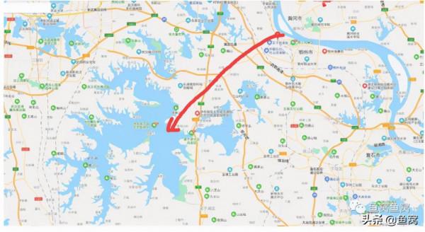 武昌魚和鯿魚,釣魚人還能傻傻分不清? 武昌魚和鯿魚,釣魚人還能傻傻分不清?