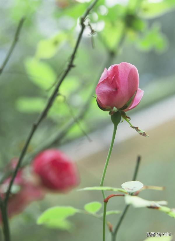 一名月月紅，一名鬥雪紅