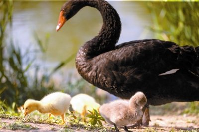 可愛“多彩”的天鵝一家