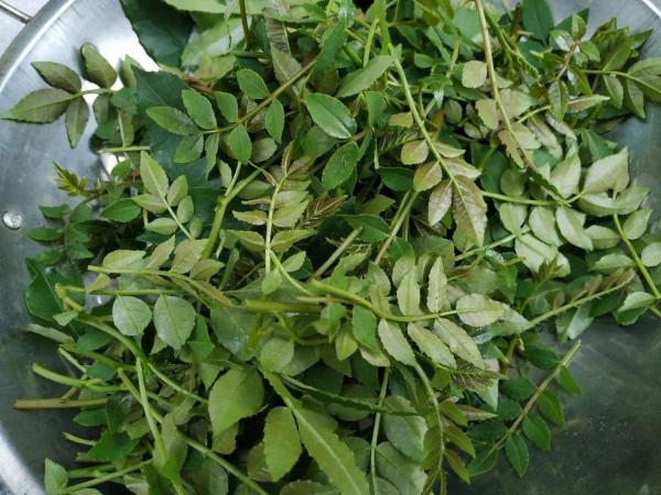 春天挖野菜，這些解膩清油的小嫩苗千萬別錯過