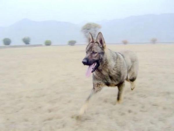 動物故事:受傷狼王在洞中等死,被流浪狗意外搭救,一起重返狼群 動物故事:受傷狼王在洞中等死,被流浪狗意外搭救,一起重返狼群