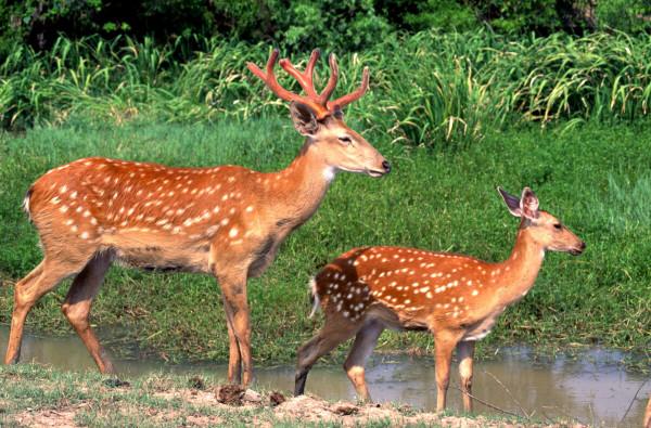 在農村養殖20頭梅花鹿,大概一年掙多少錢,怎麼養殖好? 在農村養殖20頭梅花鹿,大概一年掙多少錢,怎麼養殖好?