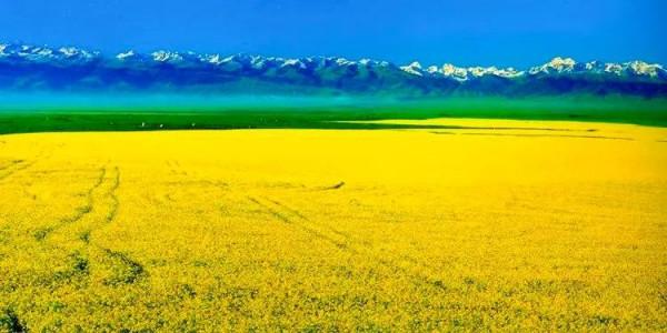 分享：油菜花海，芳香四溢，景色宜人，令人陶醉