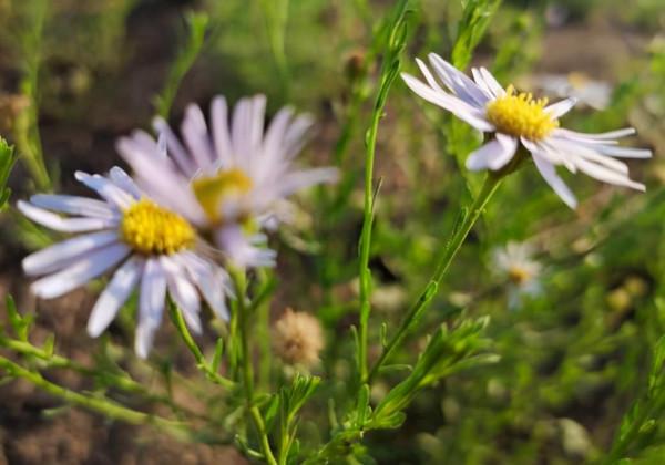 路邊常見的小雛菊，人稱&OpenCurlyDoubleQuote;狗娃花&rdquo;，有很多作用，被蛇咬了抹抹