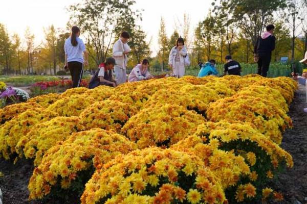 200種菊花盛開迷人眼 農林大學成網紅打卡地 200種菊花盛開迷人眼 農林大學成網紅打卡地