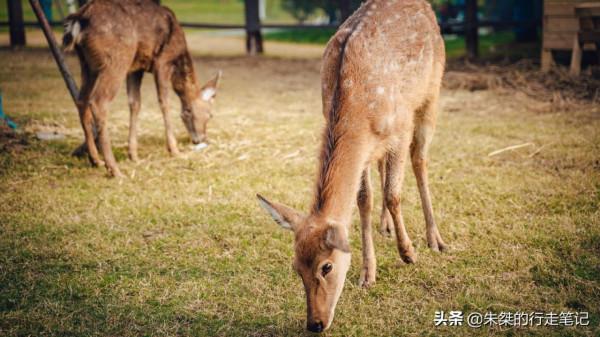 2021年合肥最火的親子游目的地 門票僅20元 遊客紛紛表示：物超所值