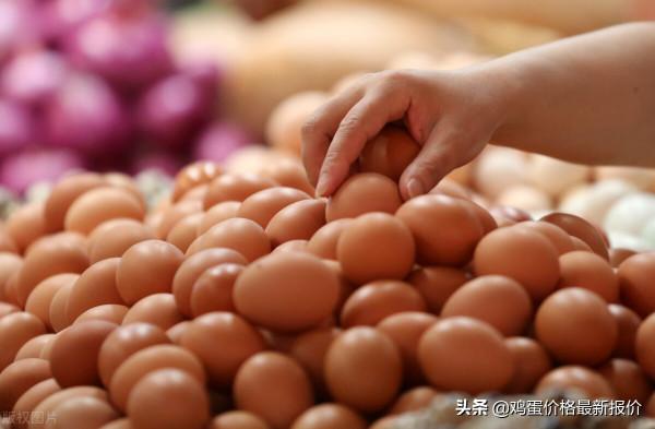 今日雞蛋價格穩中有落,2021年9月22日雞蛋價格行情早報 今日雞蛋價格穩中有落,2021年9月22日雞蛋價格行情早報