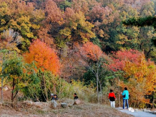 週末好去處，賞秋網紅打卡地！