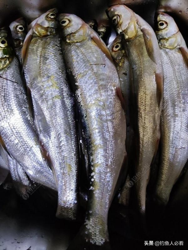 翹嘴大家都怎麼吃呢?今天教給大家做一道鮮椒翹嘴 翹嘴大家都怎麼吃呢?今天教給大家做一道鮮椒翹嘴