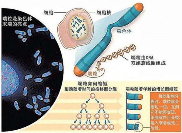 為了永生，科學家給自己注射350萬年前的細菌，如今怎麼樣了？